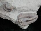 Double Flexicalymene Trilobite Fossil - Ohio #11988-1